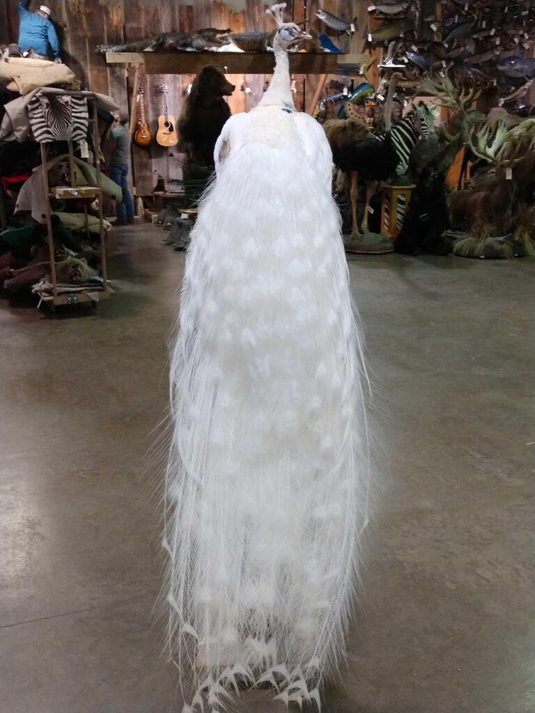 White Pied Peacock Full Pedestal Taxidermy Mount: 126.82 Brand new mount elegant colors mount comes off the base for easy transport or make it a wall hanger train or tail feathers are about 60" long overall about 74" tall x 21" deep x 20" wide