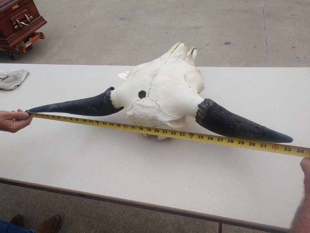 HUGE Herd Bull America Bison Buffalo Skull Taxidermy: 134.11 This is an old bull & a BIG one with a 33" top to top horn spread ! You will sort through a lot of skulls to find one that spans 28" let alone 33"