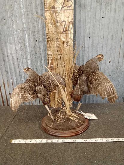 Pair Of Hungarian Partridge In Flight Taxidermy: 22.64 Can be a table top or wall hanging display