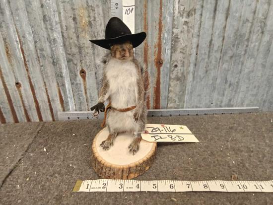Sherif Squirrel Full Body Taxidermy: 29.116 Brand new mount cute piece