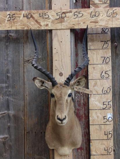 African Impala Shoulder Mount Taxidermy: 10.22 Solid mount nice horns