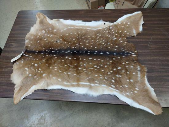 Axis Deer Soft Tanned Back Skin Taxidermy: 3.52 Brand new tan great markings