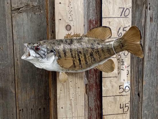 20" Smallmouth Bass Real Skin Fish Taxidermy: 44.9 Unusual colors