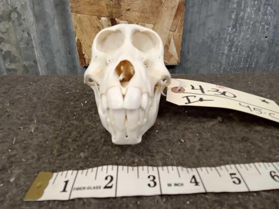 Chacma Baboon Skull Taxidermy: 4.30 Professionally cleaned and whitened