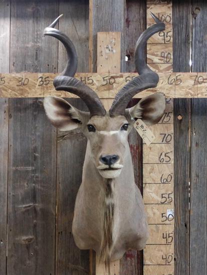 African Kudu Shoulder Mount Taxidermy: 10.2 Solid mount big horns