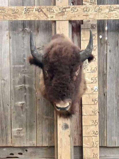 American Bison Buffalo Shoulder Mount Taxidermy: 45.37 Solid mount Thick shaggy hair