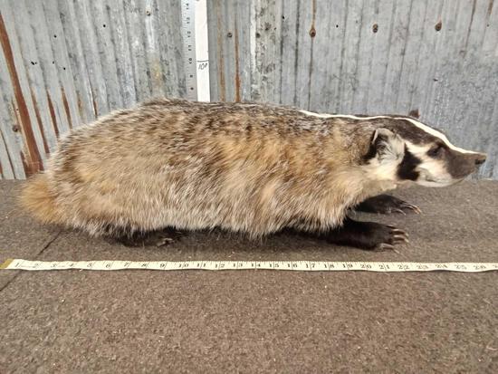 Big Badger Full Body Taxidermy: 29.144 Brand new mount big claws Thick prime fur
