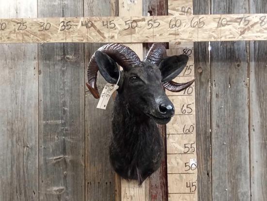 Black Sheep Ram Shoulder Mount Taxidermy Oddities: 76.5 Dyed black cool look Great oddities novelty piece