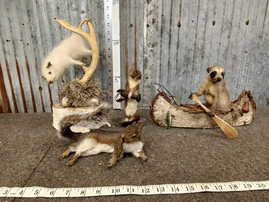 4 Small Animal Full Body Taxidermy Mounts: 78.6 Includes a Baby Opossum , Baby Raccoon In A Birch Bark Canoe, Weasel with crayfish, & relaxing pine Squirrel one money buys the lot