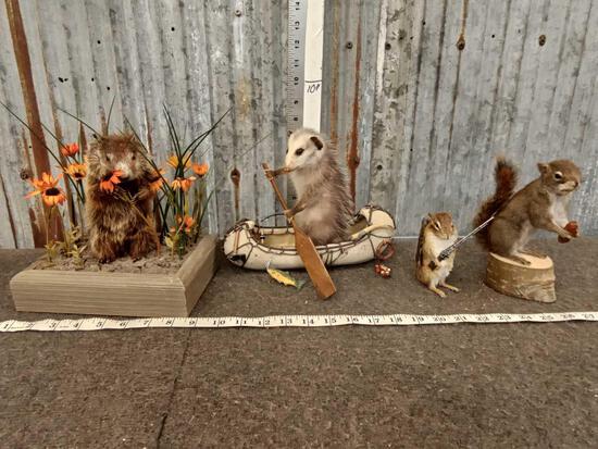 4 Small Animal Taxidermy Mounts Lot: 78.9 Includes Baby Groundhog, Baby Opossum In A Birch Bark Canoe, Hunting Chipmunk, & Pine Squirrel one money buys the lot!