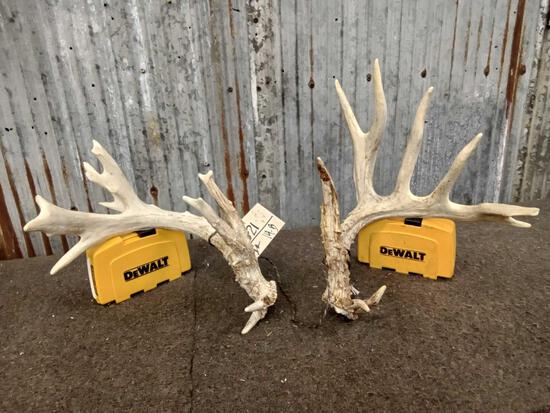 Gnarly Nontypical Whitetail Shed Antlers: 48.21 Right 61" Left 74"