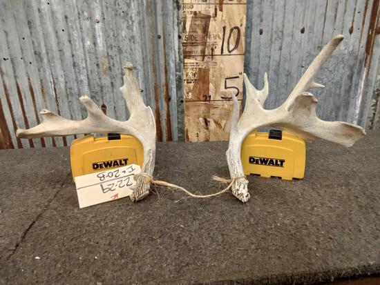 Freak Palmated Whitetail Shed Antlers: 22.29 Neat little set