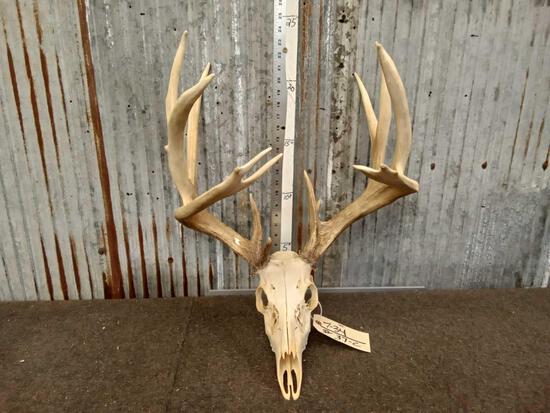 Big main Frame 4x4 Whitetail Antlers On Skull: 7.34 Tall tines with extras color added