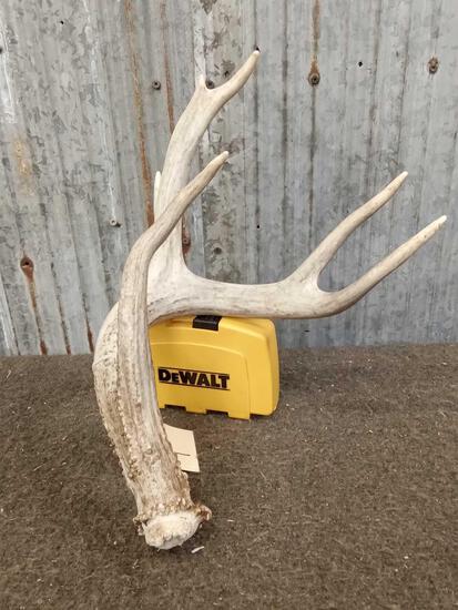 4 Point Whitetail Shed Antler: 19.41 Cool Shed with 9" brow