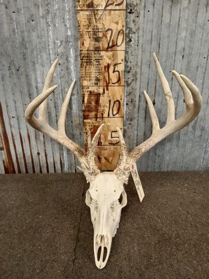 170" Wild Kansas Whitetail Antlers On Skull: 38.15 Note the bullet graze on the left G3 nicely done skull