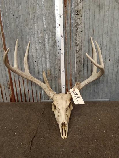 4x4 Whitetail Antlers On Skull: 49.19 tall tines 21" inside spread
