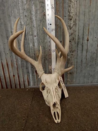 Freak Whitetail Antlers On Skull: 49.20 Clustered whole left side