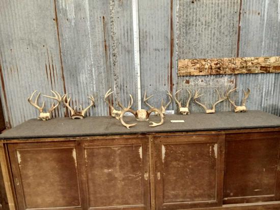 8 Sets Of Whitetail Antlers On Skull Plate: 50.9 Nice color great for crafts