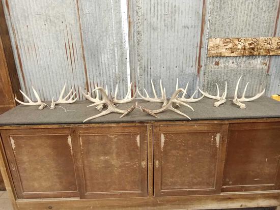 6 Matching Sets Of Wild Iowa Whitetail Shed Antlers: 70.16 great color no chews great for crafts or dog chews net weight 12.8lbs