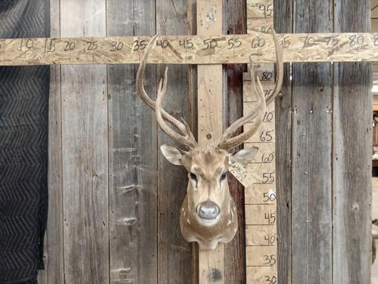 Axis Deer Shoulder Mount Taxidermy: 45.23 Solid mount
