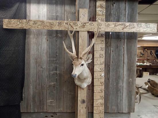 Axis Deer In Velvet Shoulder Mount Taxidermy: 90.10 Solid mount
