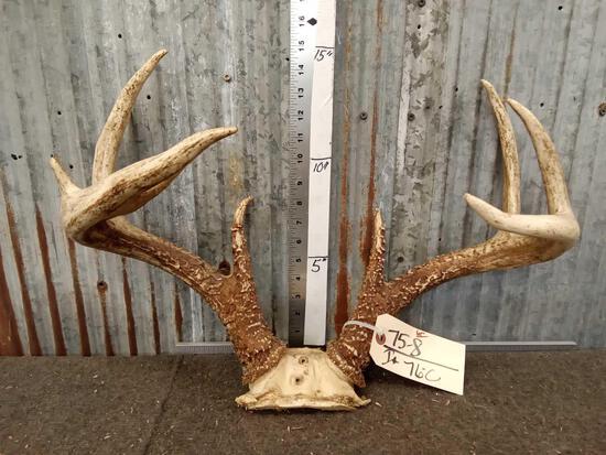 Main Frame 4x4 Whitetail Antlers On Skull Plate: 75.8 Awesome color