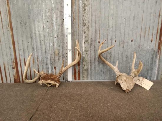 2 Freak Whitetail Antlers On Skull Plate: 91.3 Great oddities novelty pieces