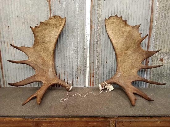 29 Pound Set Of Alaskan Moose Antlers: 100.6 Beautiful color & Ballance original spread would be around 56" - 58" fresh set cut below the burr per Alaskan export law