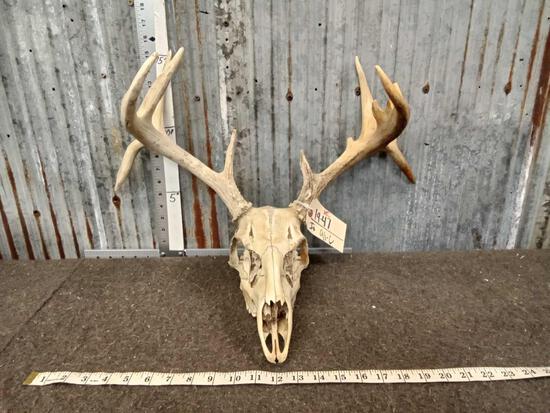 Nontypical 5x5 Whitetail Antlers On Skull: 19.47 Cool piece with matching flyers
