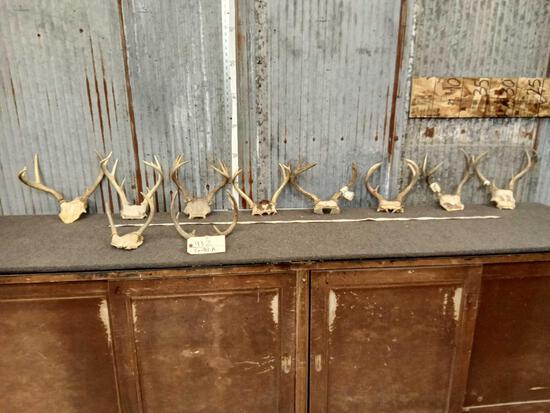 10 Smaller Sets of Whitetail Antlers On Skull Plate: 93.2 Great for crafts or dog chews