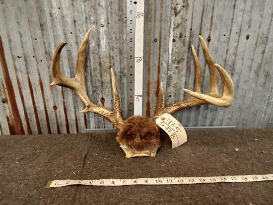 Freak 5x5 Whitetail Antlers On Skull Plate: 93.5 Great color