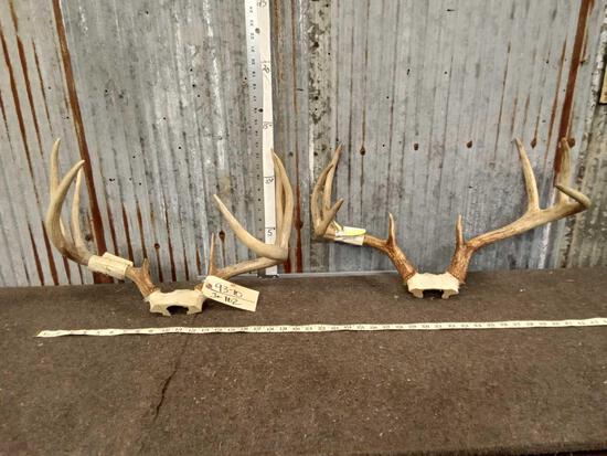 2 Sets Of Whitetail Antlers On Skull Plate: 93.10 Great color