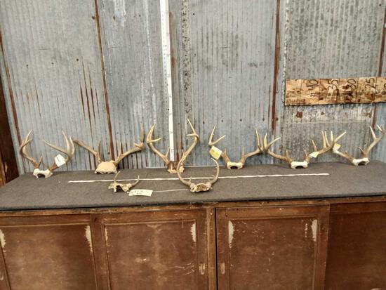 8 Sets Of Whitetail Antlers On Skull Plate: 93.16 Great for crafts or dog chews