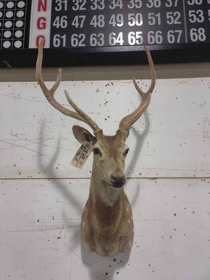 Axis Deer Shoulder Mount Taxidermy: 128.69 Solid mount velvet antlers about 46" tall x 24" wide x 20" out