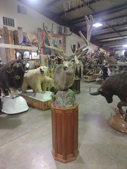 Mule Deer In Velvet Pedestal Taxidermy Mount: 128.31 Cool mount pedestal doubles as a storage cabinet mount comes off for easier transport about 91" tall x 32" deep x 28" wide