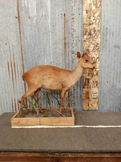 African Red Duiker Full Body Taxidermy Mount: 45.25 On habitat base solid mount