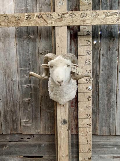 Rambouillet Ram Sheep Shoulder Mount Taxidermy: 49.4 Nice clean mount big Full curl horn5
