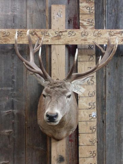 Nice Red Stag Shoulder Mount Taxidermy: 2.25 Great piece for a smaller space . Nice polished ivory horn tips & great hair