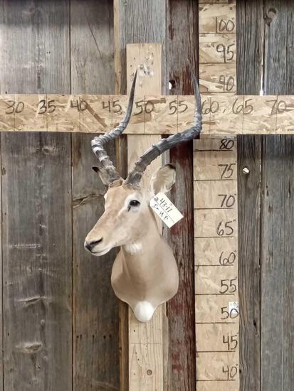 African Impala Shoulder Mount Taxidermy: 43.11 Solid mount