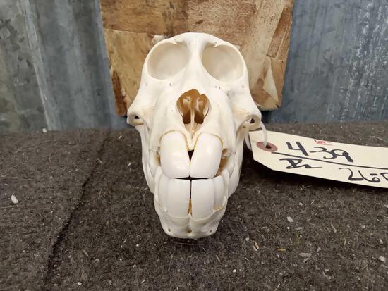 Chacma Baboon Skull Taxidermy: 4.39 Professionally cleaned and whitened