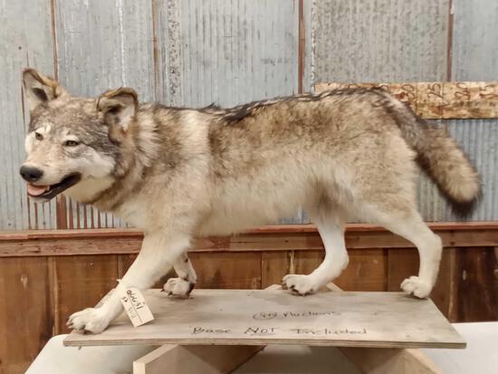 Canadian Wolf Full Body Taxidermy Mount: 66.31 Nice wolf great facial features this piece came out of a permanent display from the showroom of Artistic Anglers Taxidermy no base so you can bolt it down about anywhere the mount itself is abou