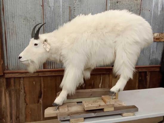 Mountain Goat Full Body Taxidermy Mount: 66.2 Nice mount came from a permanent display from the Artistic Anglers Taxidermy Showroom no base so you can bolt him down about anywhere the mount itself is about 43" tall x 58" long x 21" wide