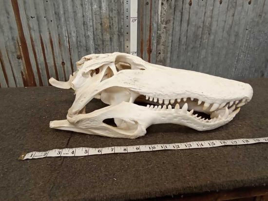 Freak Alligator Skull Taxidermy Oddities: 71.10 This one has a heck of an under bite ! The jaw hinges line up but it appears that the whole head grew out of alignment great novelty oddities piece
