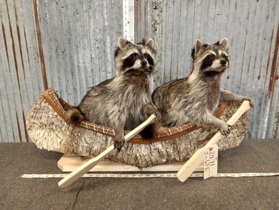 2 Raccoons In A Birch Bark Canoe Taxidermy: 29.71 Brand new mount