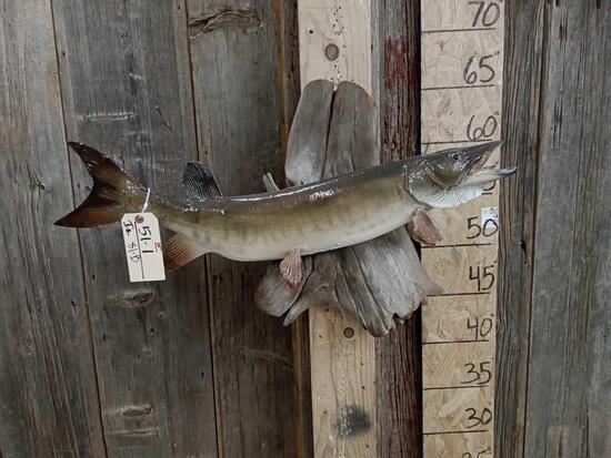 30" Northern Pike Real Skin Fish Taxidermy: 51.1 On driftwood