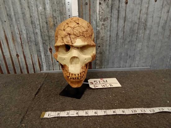 Reproduction Homosapien Skull: 51.30 Nice piece on display stand
