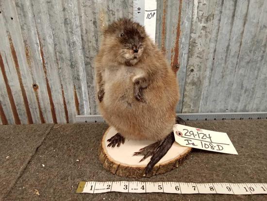 FAT Muskrat Full Body Taxidermy: 29.124 Brand new mount
