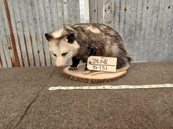 Opossum Full Body Taxidermy: 29.148 Brand new mount cool colors