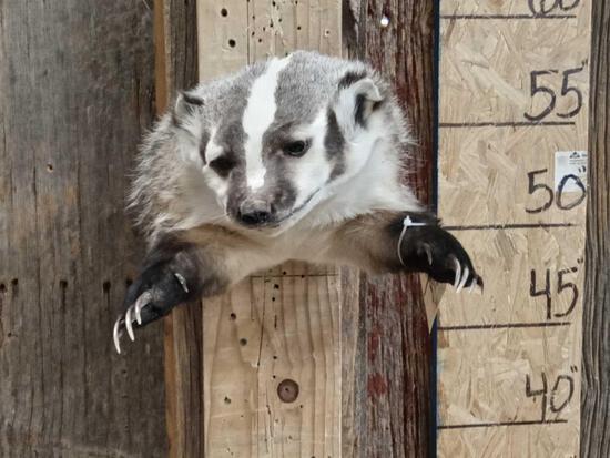 Badger Half Body Taxidermy Mount: 29.168 Brand new mount