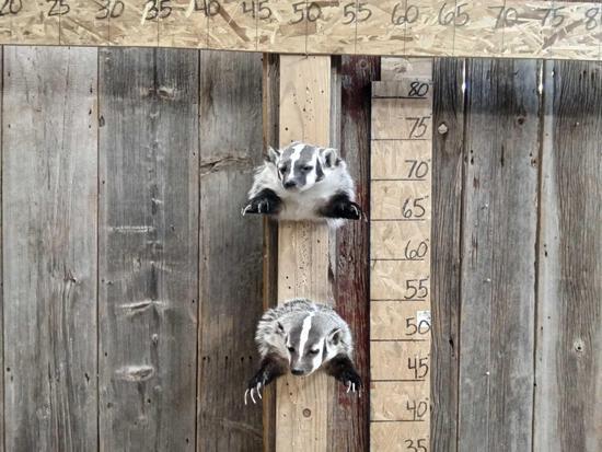 2 Badgers Half Body Taxidermy Mounts: 29.171 Both brand new mounts one money buys the pair